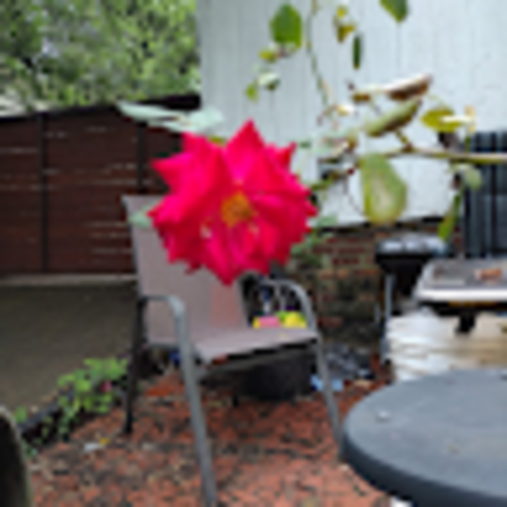 Meet your Posher, Alyssa